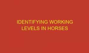 identifying working levels in horses 85812 300x180 - Identifying working levels in horses