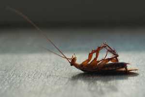 Why eradicate cockroaches as soon as possible 87387 1 300x200 - Why eradicate cockroaches as soon as possible?