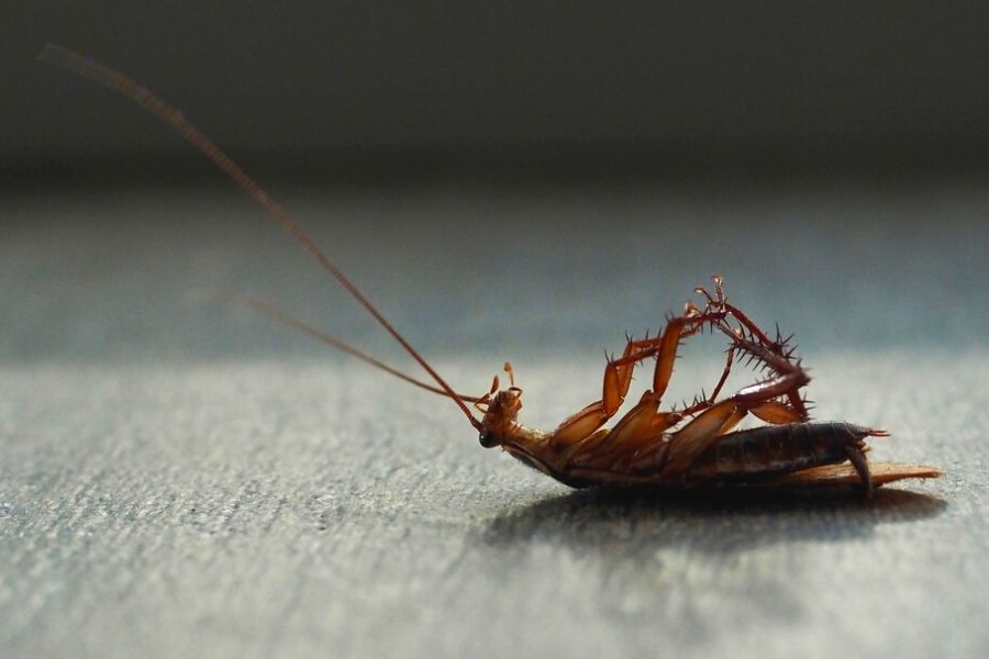 Why eradicate cockroaches as soon as possible 87387 1 - Why eradicate cockroaches as soon as possible?