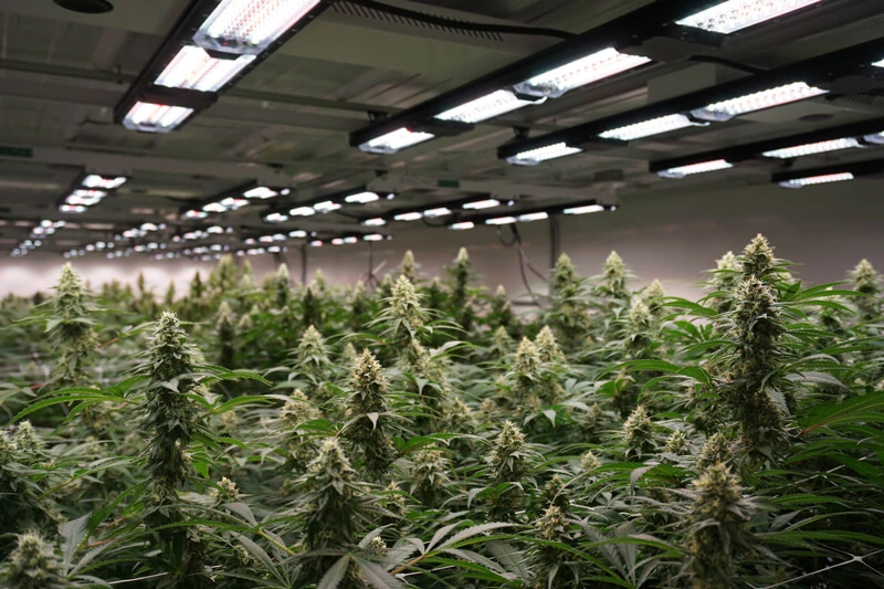 What To Know About Indoor Cannabis Grow 87431 - What To Know About Indoor Cannabis Grow?